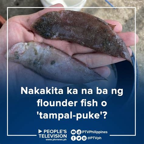 basa na puke